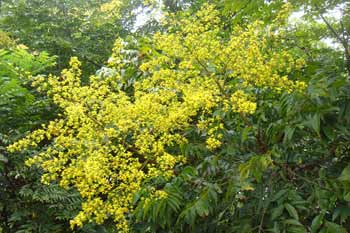 秋花栾树